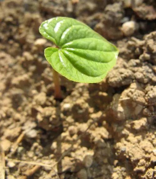 怎么搭牵牛花爬藤网_牵牛花爬藤(2)