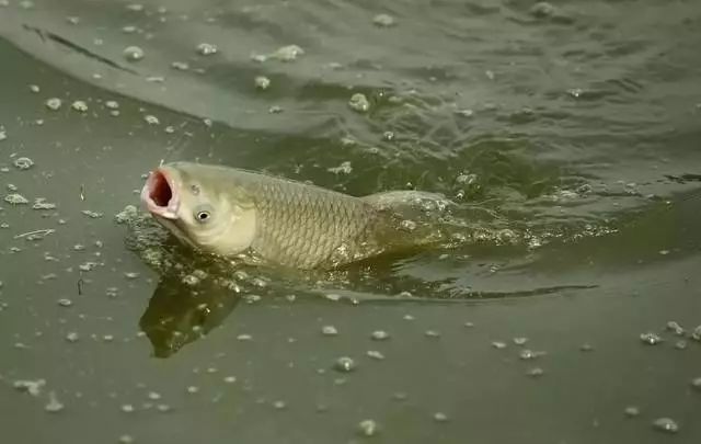 现在怎么钓不到鱼了 8607620125d04f6facbba9d2212c8298.jpeg