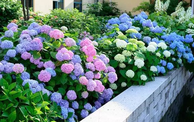 盆栽花卉室外种植 986be8e3ee0d46cea1eb65453d542d72.jpeg