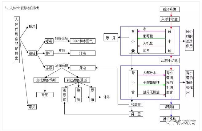 2020中考生必看:初中生物思维导图解析大全_绿色植物