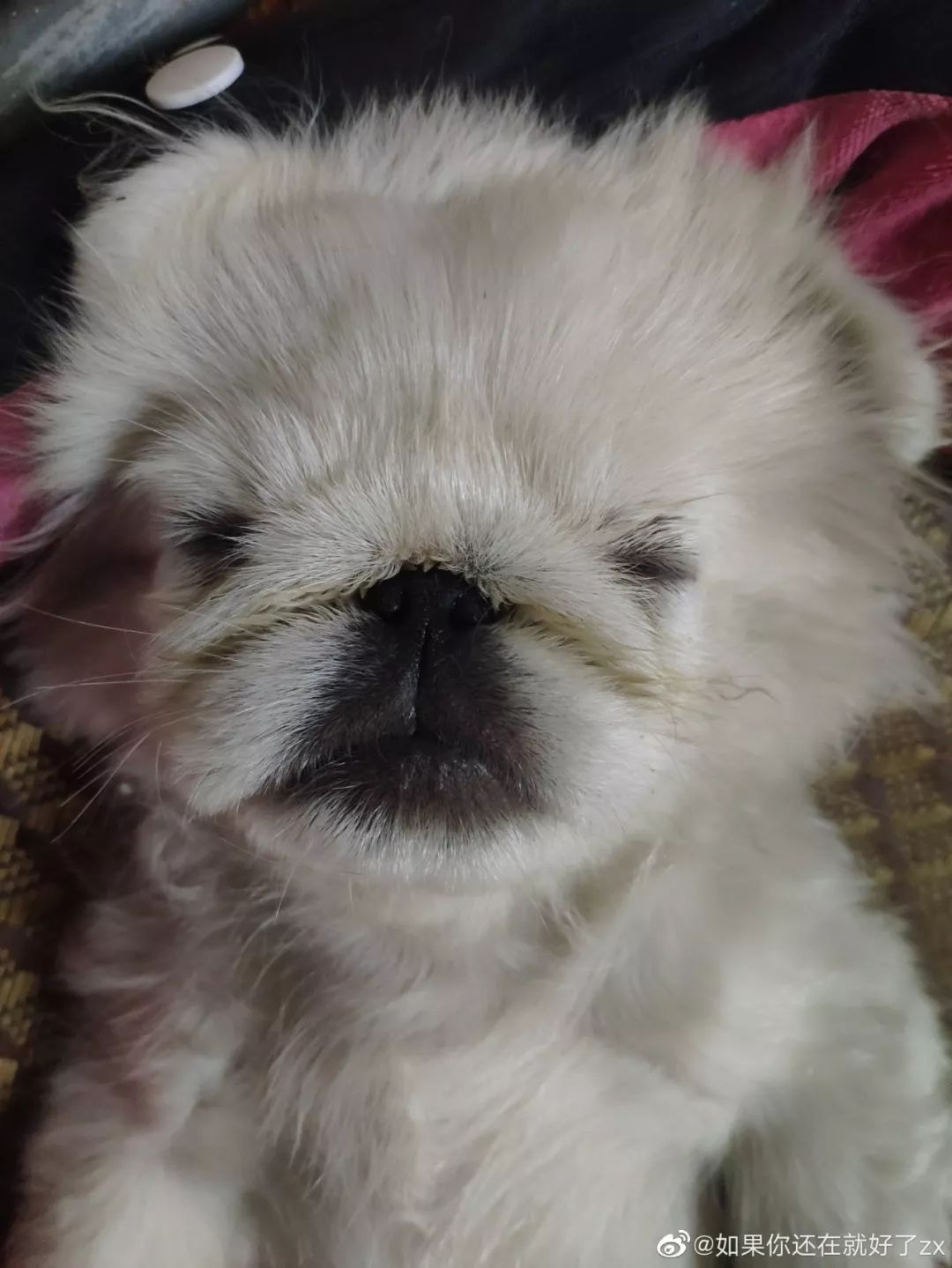 沙雕网友晒出的宠物最丑瞬间,画面迷惑了.