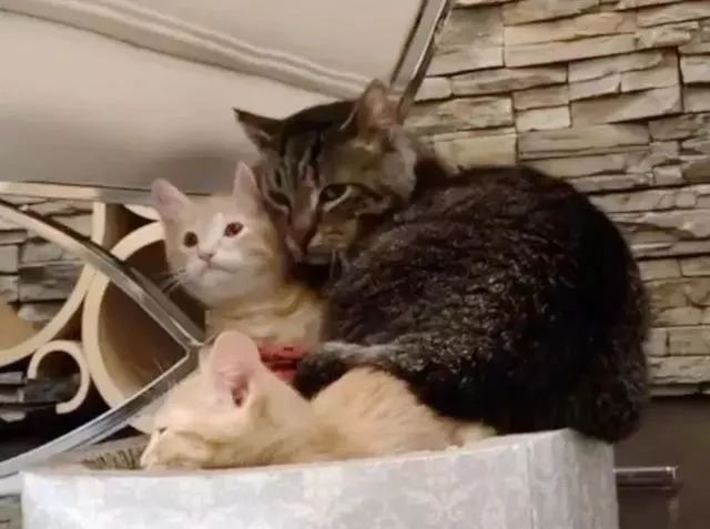 小猫老是爬高处怎么办 9dd7032c05c848f7b80a692dfdcdd596.jpeg