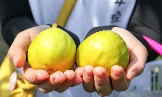 金傲芬 金傲芬是所有无花果里最金贵的品种,果子大,成熟的果子是金