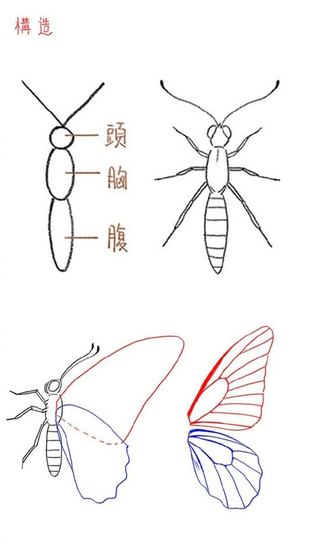 如何画好蝴蝶不会画怎么办