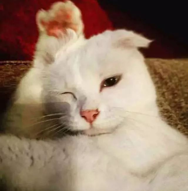 a92f522645df44e5bffb269df551be6d.jpeg