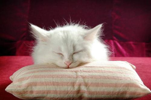 猫咪怎么才能变成圆脸 b7188f7553aa42ffa7e7b89a2ed91db2.jpeg