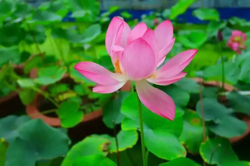 天葬台真的震撼到我了,将死人砍成一块一块的为给秃鹰吃了,把自己