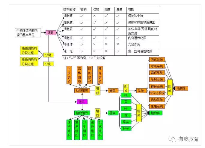 2020中考生必看:初中生物思维导图解析大全_绿色植物