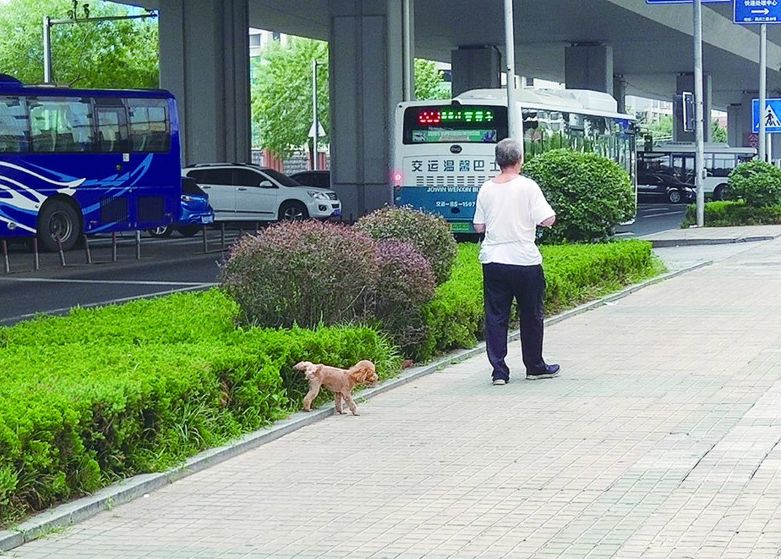 宠物狗随地小便,主人不管