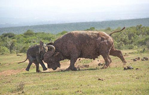 新生象犊莫怕牛，小象怀揣迷之勇气单挑公牛