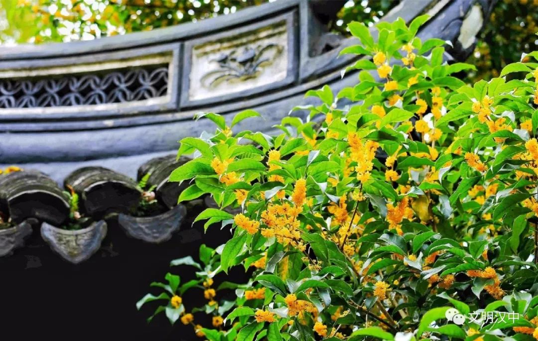 一场秋雨一场凉 汉中满城桂花香