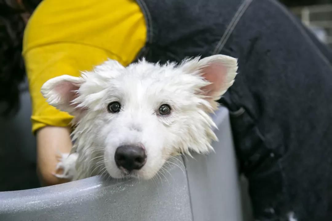 丰顺新一家宠物馆开业,爱宠免费体检,美容洗澡