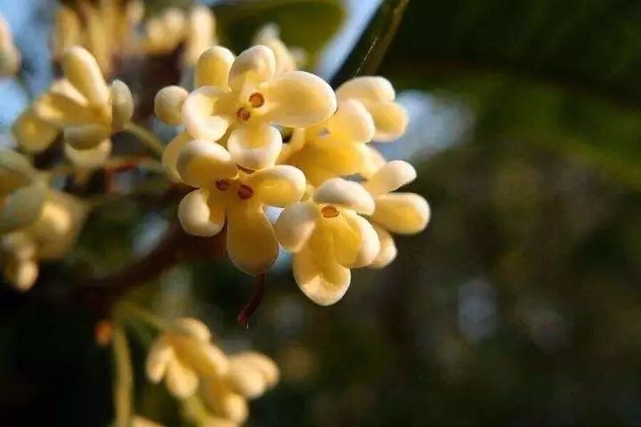 每天读一首好诗:皮日休《天竺寺八月十五日也桂子》