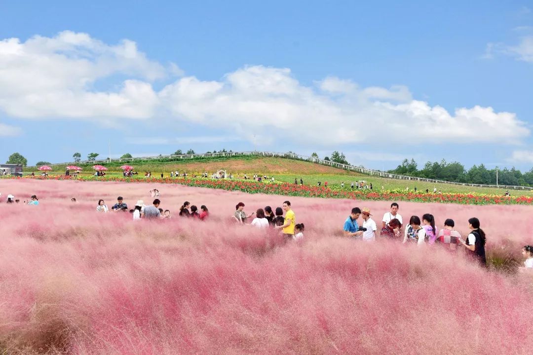 9月份花海:湖南 洋沙湖醉美花海168元/人