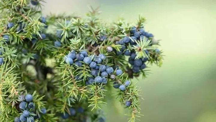 杜松浆果juniper berry 净化解毒,回归原始的纯净|瑞息芳疗