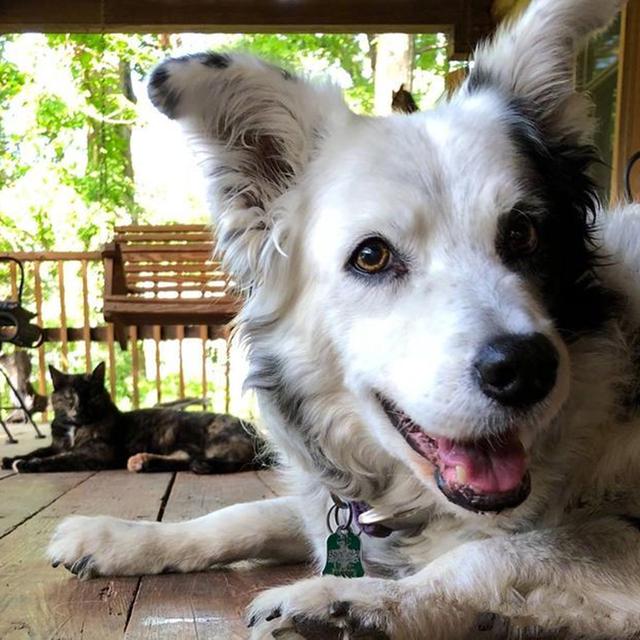 边牧智商奇高堪比人类,三年学会上千单词,却因