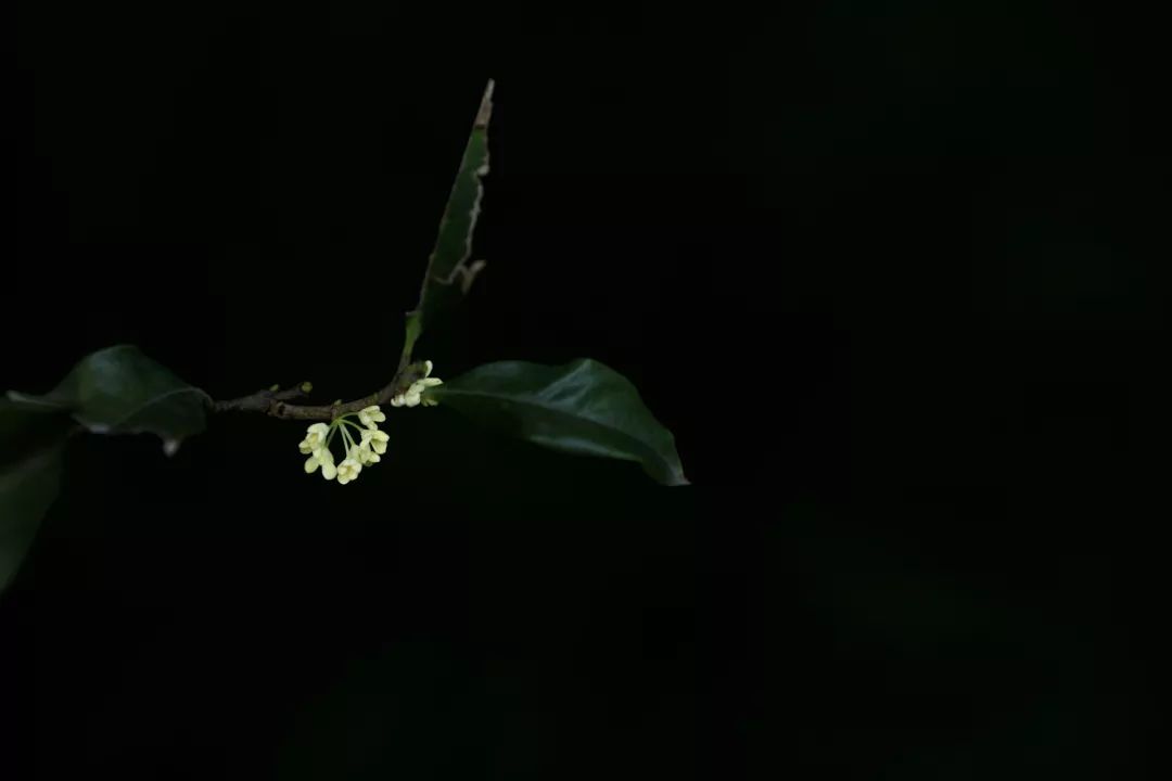 每日背诗 | 天竺寺八月十五日夜桂子