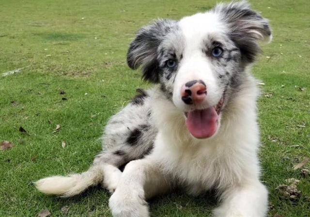 边牧智商奇高堪比人类,三年学会上千单词,却因