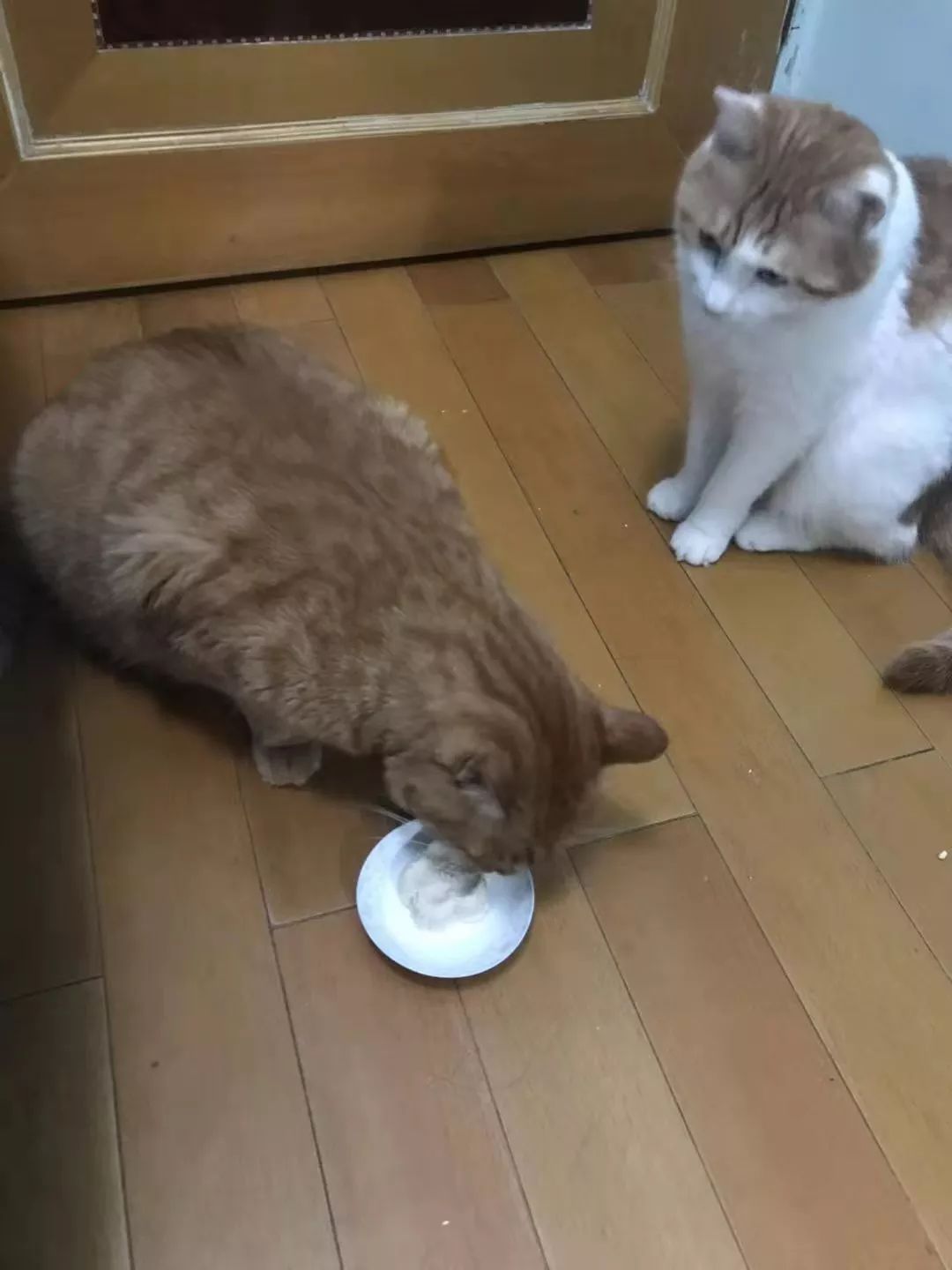 养猫,你后悔过吗?