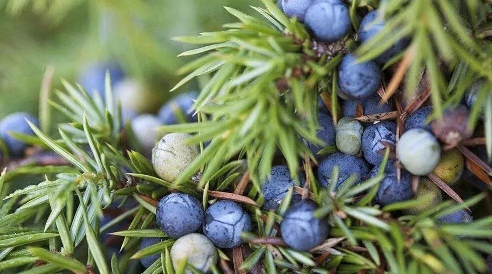 杜松浆果juniper berry 净化解毒,回归原始的纯净|瑞息芳疗