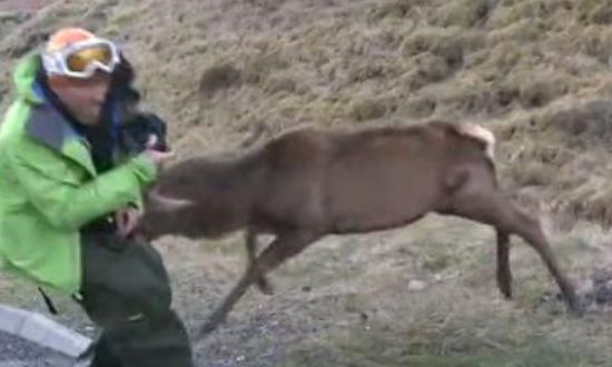 路人试图为野鹿拍个写真不懂风情的野鹿猛冲游客