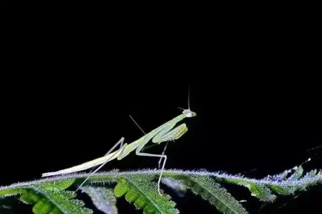 【亲子游学】夜观昆虫 每周六,日,寻找黑夜精灵,探访昆虫的世界
