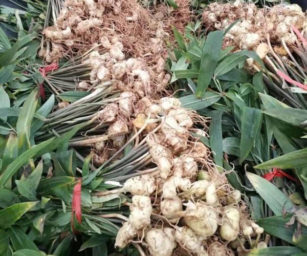 如何种植黄精药材 7715fa472f144a65aa0b7a39c2719375.jpeg