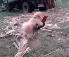 搞笑gif趣图媳妇你太着急了看你表情真的好疼啊