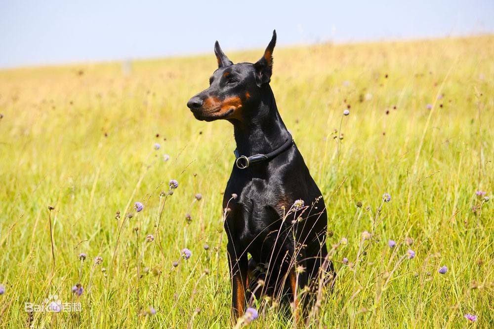 品种最好的杜宾犬 97c1587bcbbc401e9294a647336b2087.jpeg