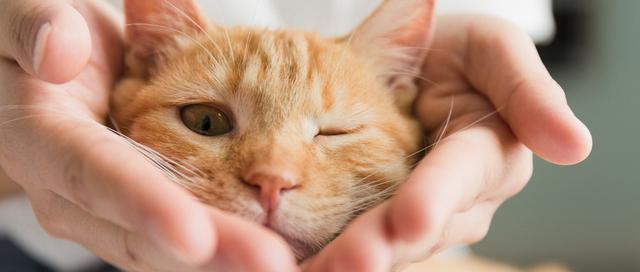 被猫咪传染猫藓了?不要紧张,注意这5点很快就