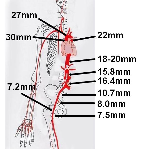 解剖-正常主动脉壁