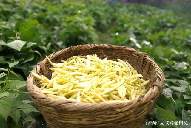盛京棋牌开奖在哪看盒马总裁侯毅深夜发博生鲜电商助力滞销农产品