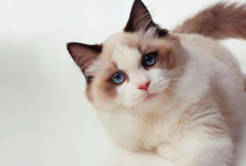 猫咪排名_可爱猫咪头像(3)