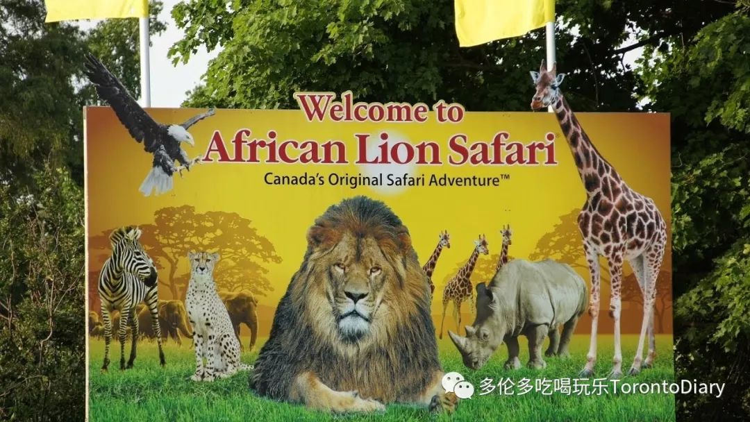 african lion safari