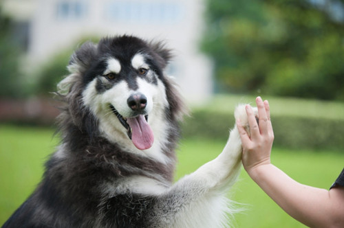 奇乐宠物圈:狗狗舔人的含义,狗狗舔人是要表达