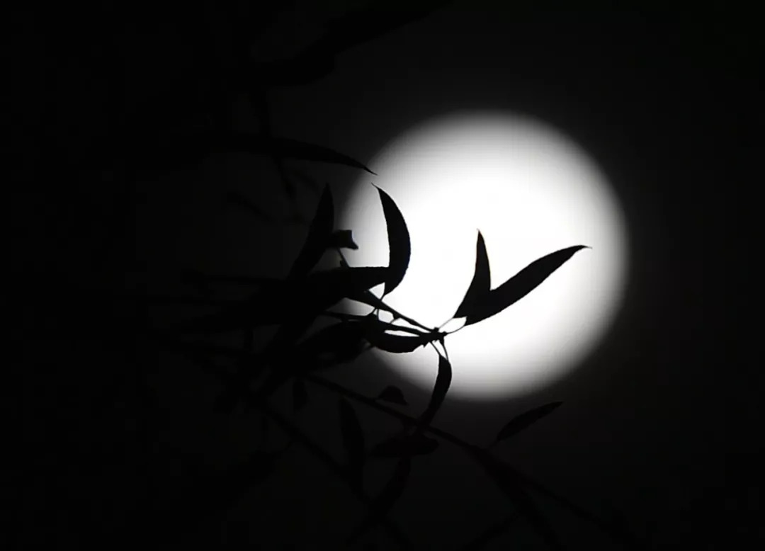 桂花月亮疯狂猜成语_桂花简笔画(3)