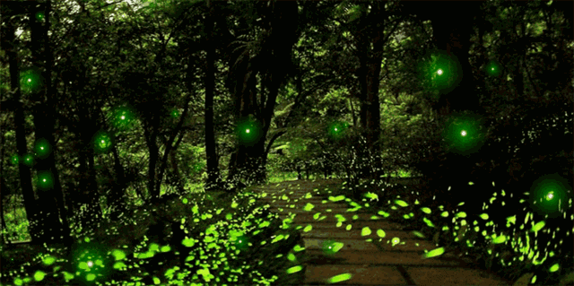 壁纸 风景 森林 桌面 640_319 gif 动态图 动图