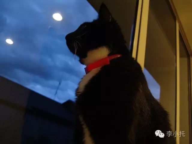 花好月圆中秋夜(附邓丽君但愿人长久,美)