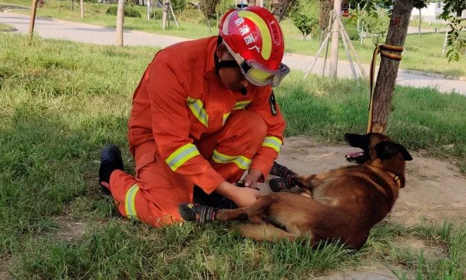 优秀!全国搜救犬大比武,广西"神犬"本领真不小