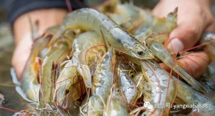 进口虾价格今日价 0a0e090a1ab44bb49d5f0eb2678746ca.jpeg