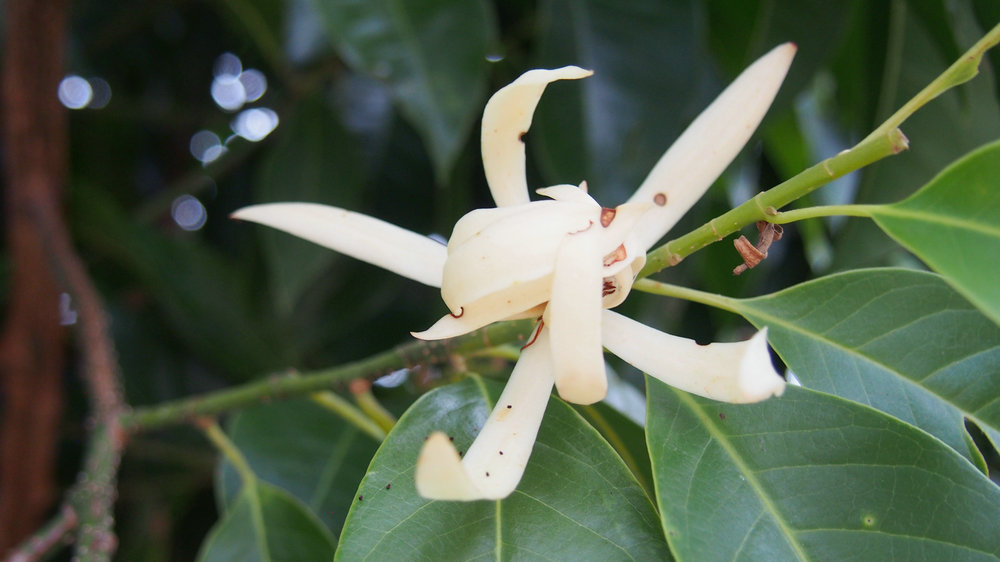 缅桂花白如玉,花香似兰,花期10天左右,由于花期短