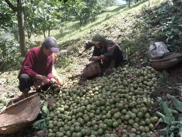 人工去除核桃青皮