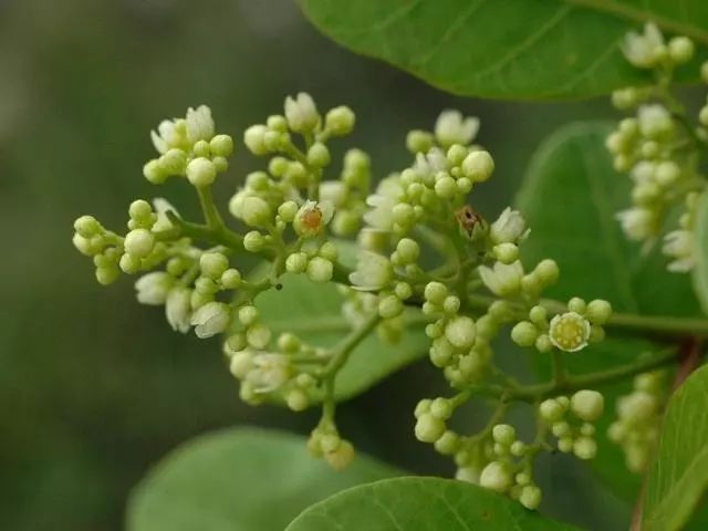 什么可以解麻味 14e271334c7044858803d486570aa9c0.jpeg