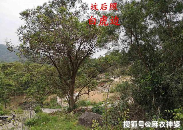 风水骑龙格中不多见的回龙顾祖倒骑龙