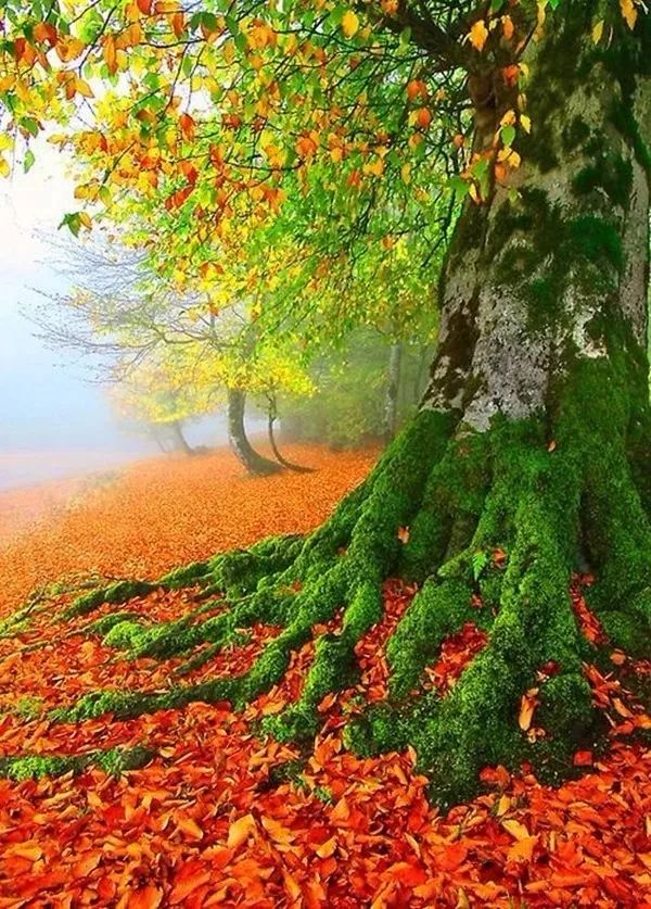 什么时候进入秋天 1f59f50e184e49b5a1fa11e817bfe791.jpeg