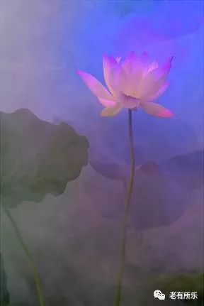 技法的不是高端单反,一部再普通不过的相机,拍出莲的中国画他用运用图片