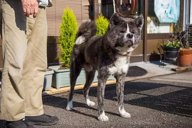 养过一回秋田犬,就养不了其他品种的狗了