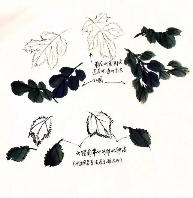 菊花的基本画法(茎,叶组合)叶片的组合须注意疏密关系,颜色要有深淡