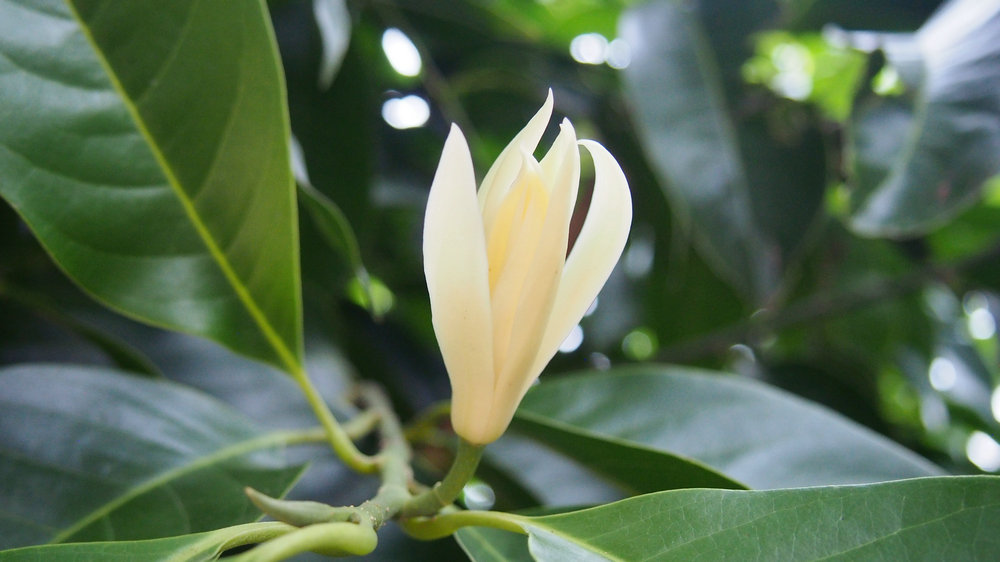 缅桂花白如玉,花香似兰,花期10天左右,由于花期短