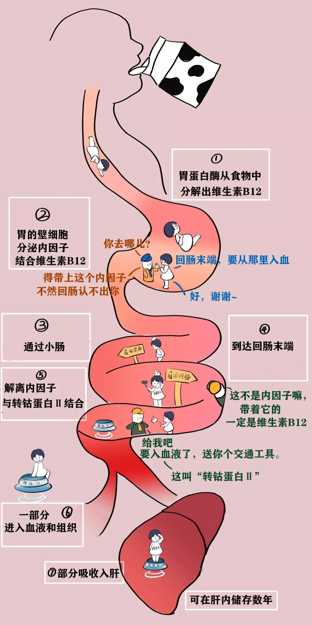 缺乏维生素b12易得老年痴呆不止